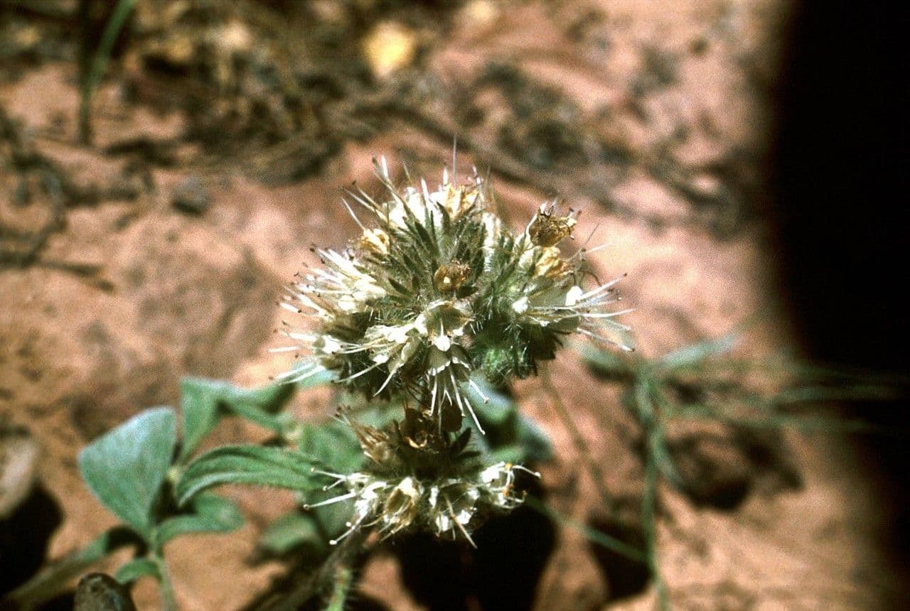 Hydrophyllum occidentale 6