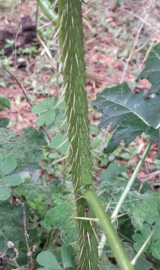 Psian palinacanthum 18