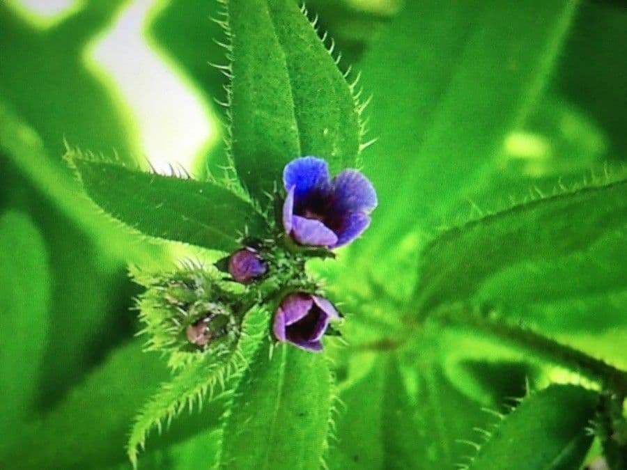 Lappola aspera 10