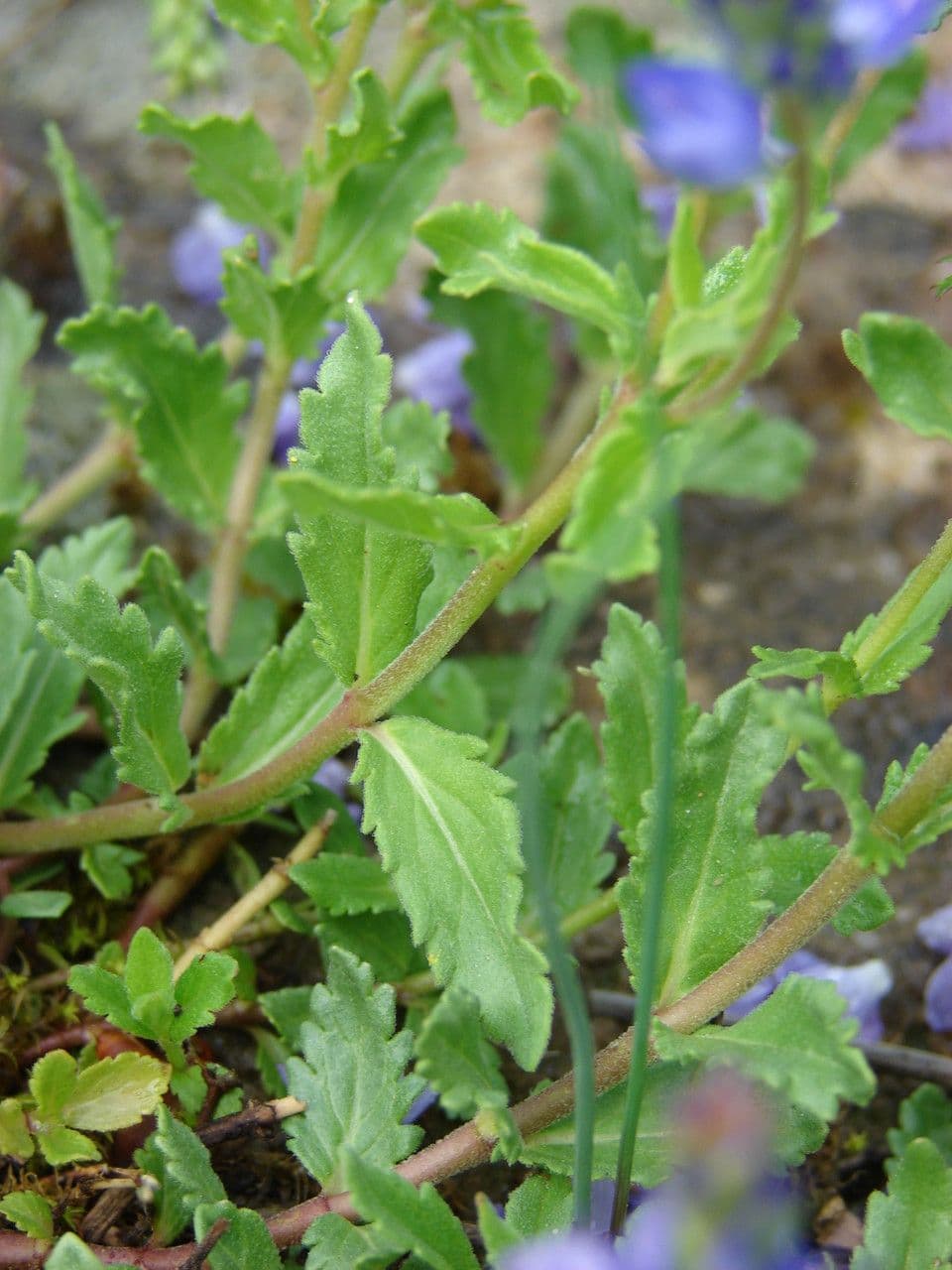 Veronica austriaca 29
