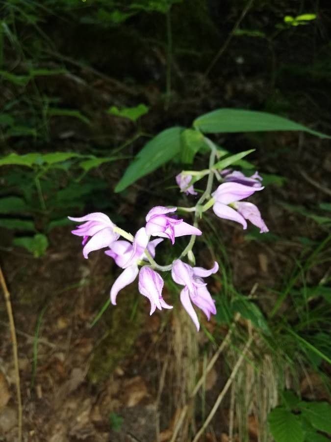 Cefalantera roja 30