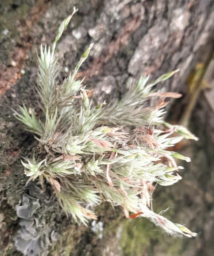 Tillandsia 10