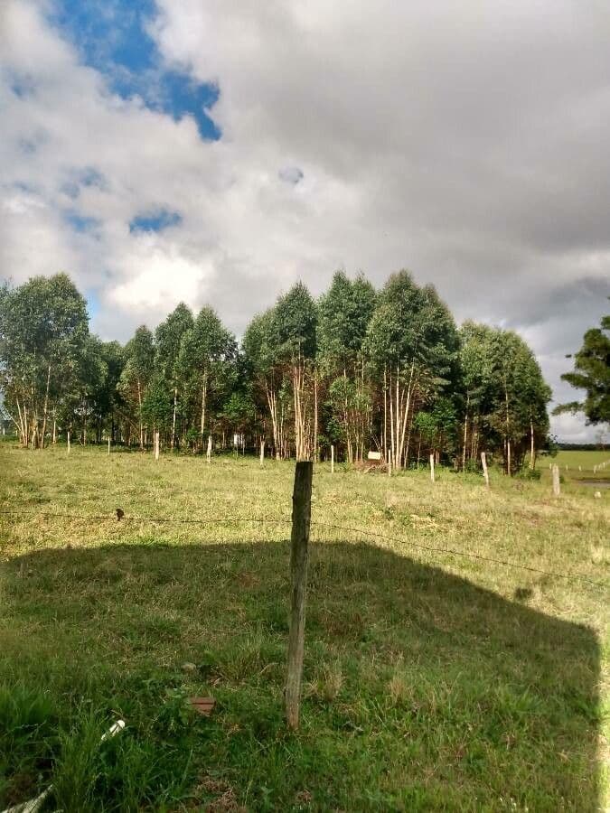 Großer Eukalyptus 9