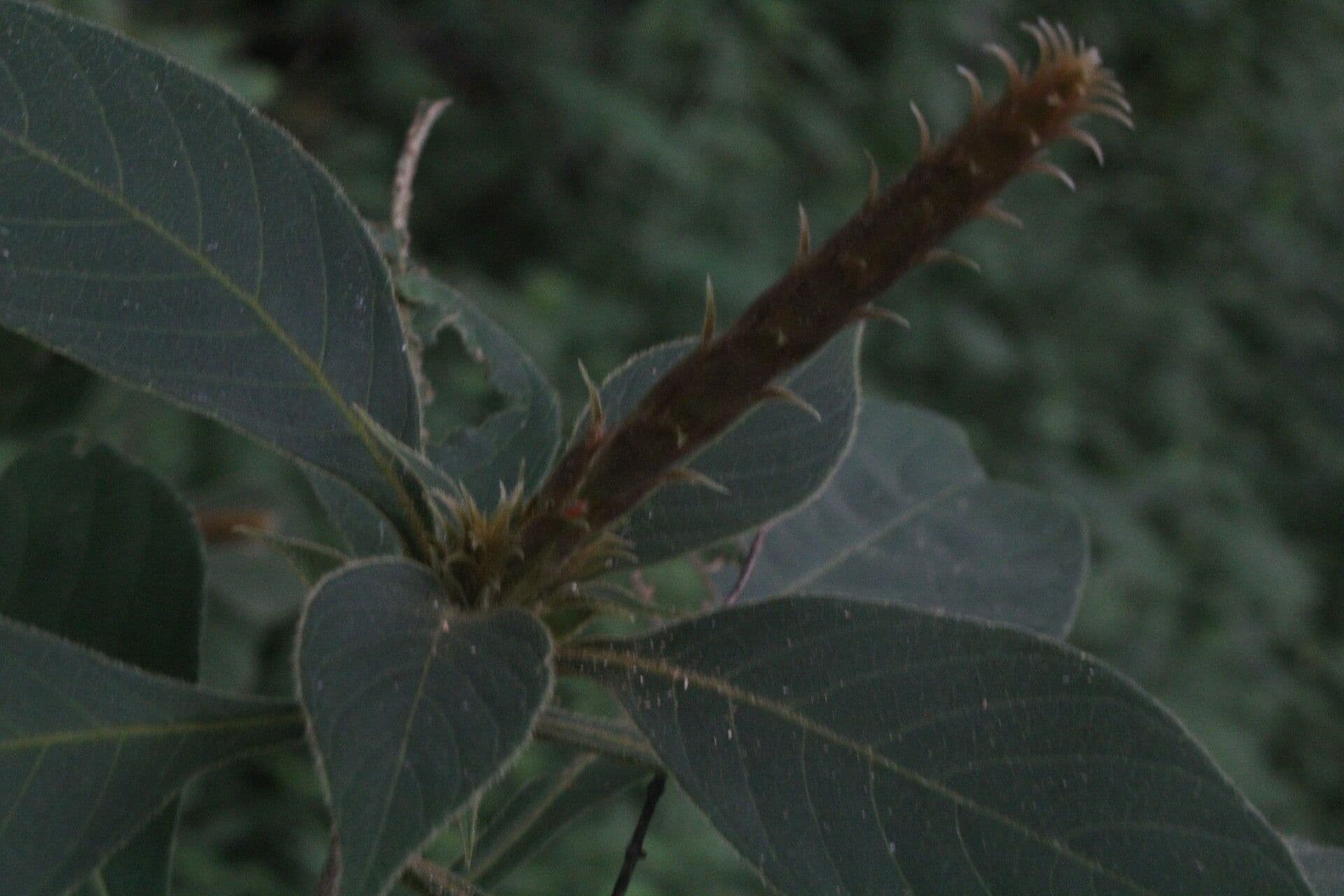 Aphelandra scabra 13