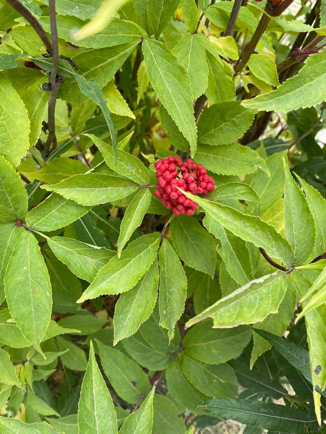 Sambuco rosso 18