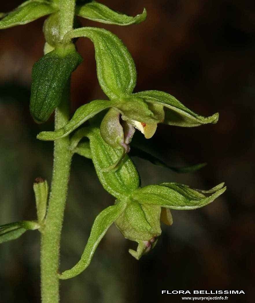 Epipactis leptochila 3