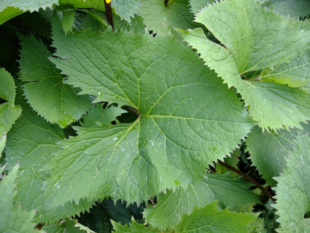 Ligularia 12