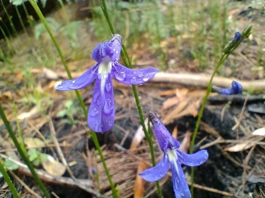 Lobelia 3