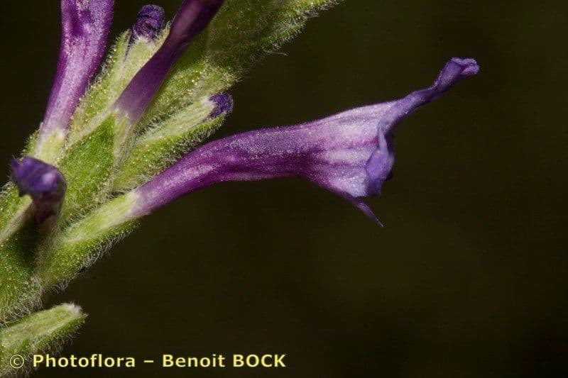 Lavanda 4