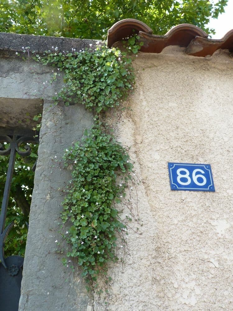 Ciombolino comune 11