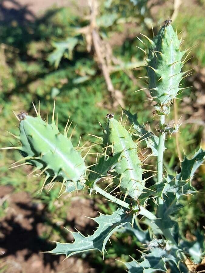Argemone 2