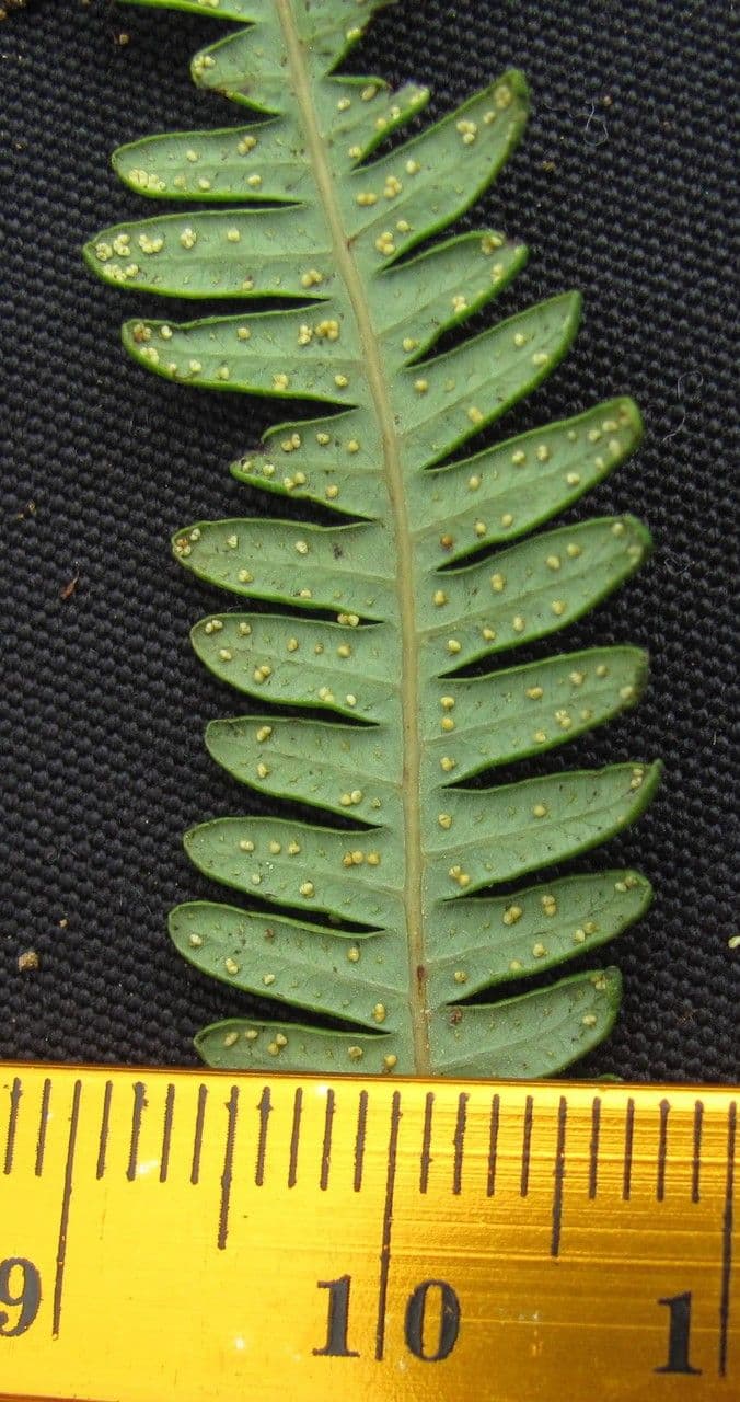 Sticherus 4