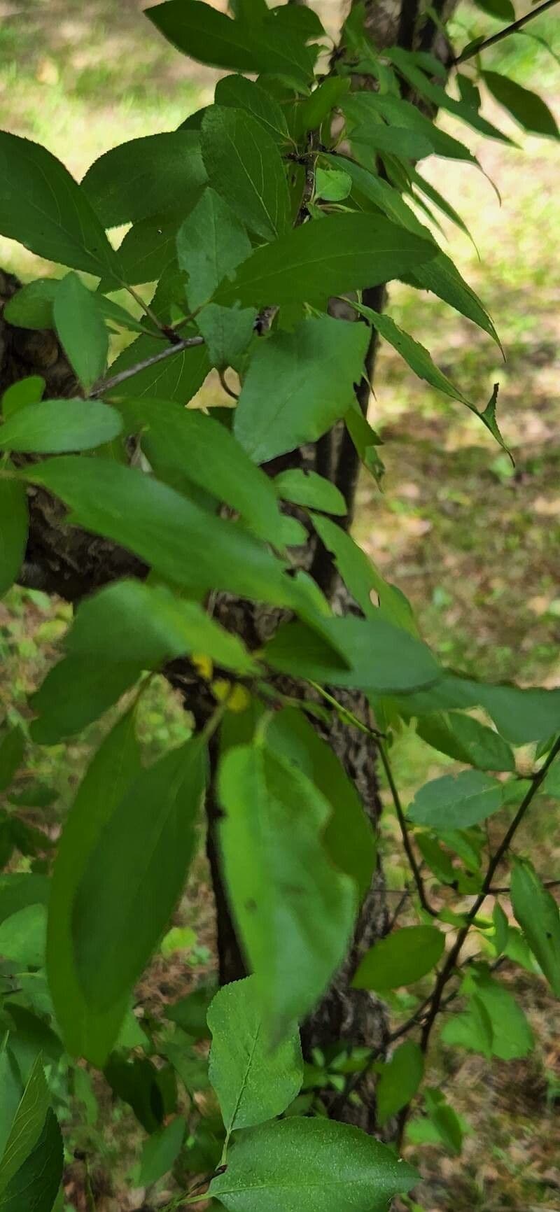 Schmalblättriger Apfel 7