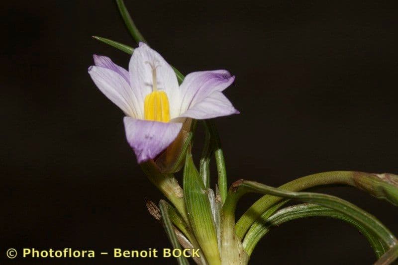 Romulea bulbocodium 24