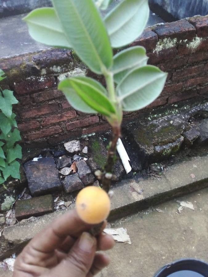 Mirciaria