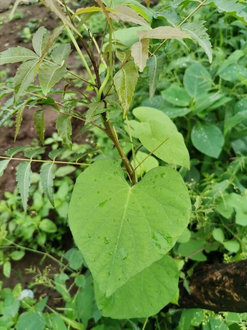 Ipomoea pandurata 14