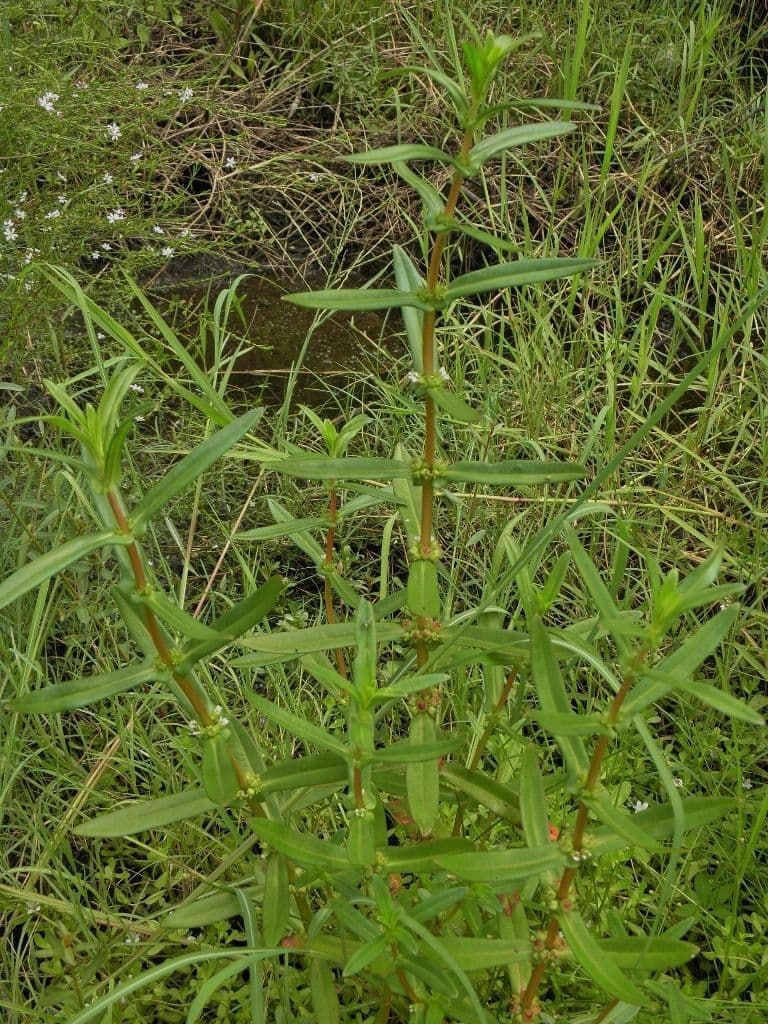 Zahnbecher 3
