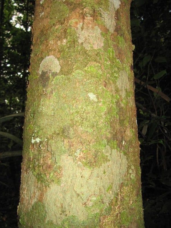 Ocotea 9