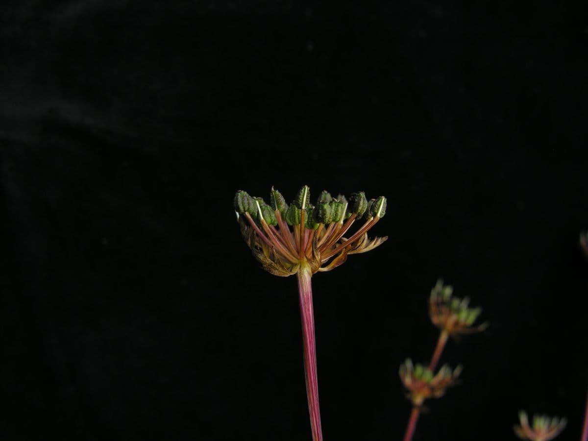 Physospermopsis 5