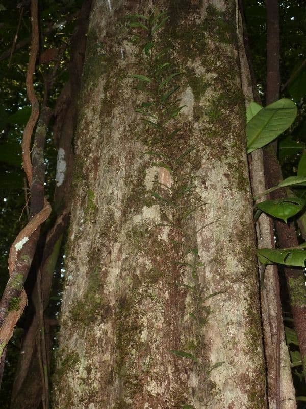 Micropholis 2