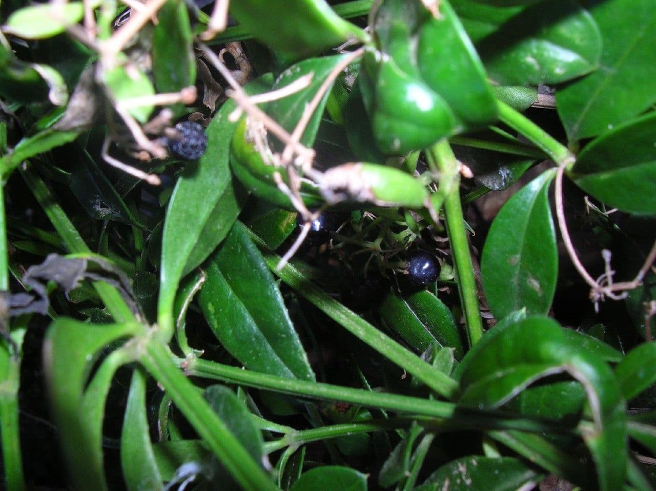 Wild madder 28