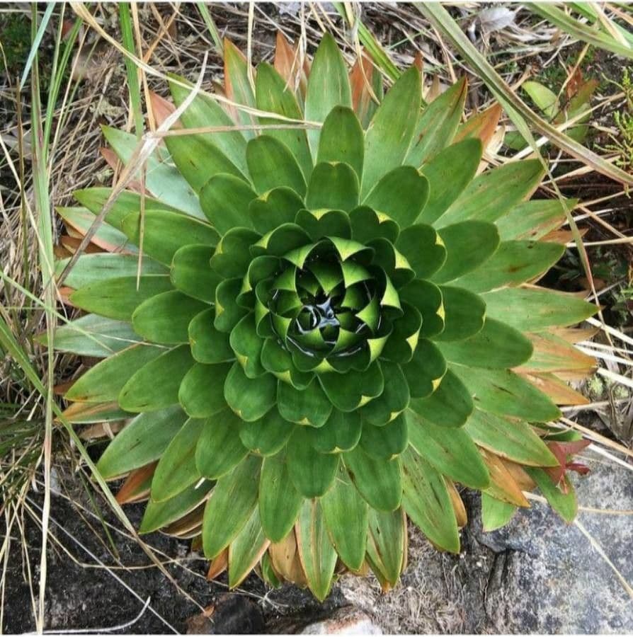Paepalanthus 13