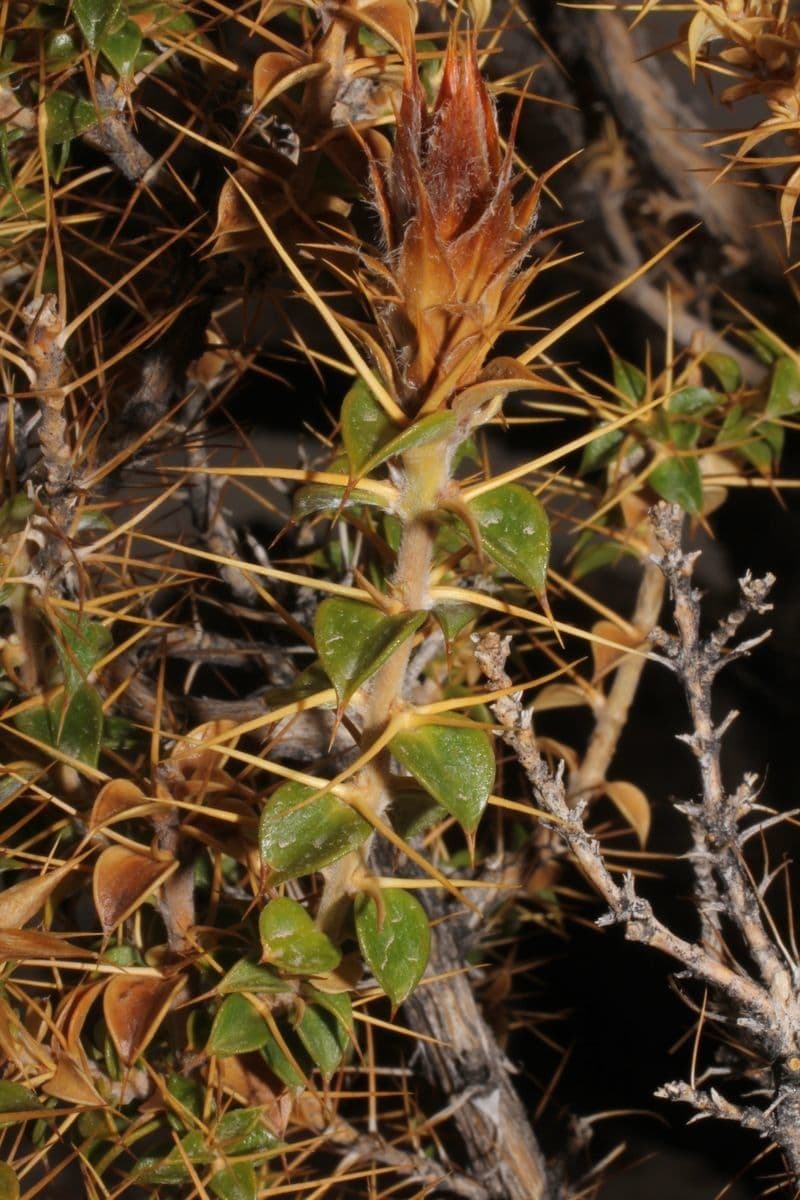 Chuquiraga 23