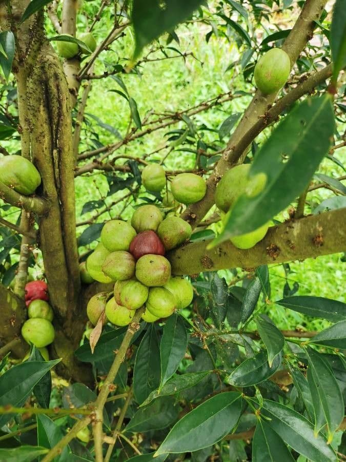 Phaleria 3