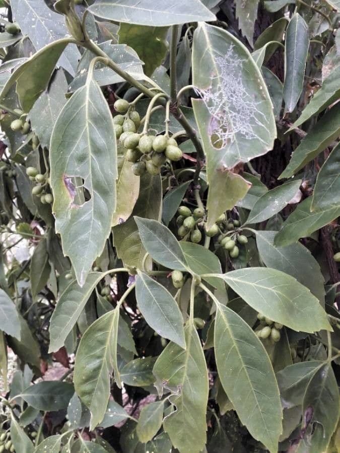 Aucuba giapponese 4