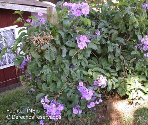 Solanum nudo 13