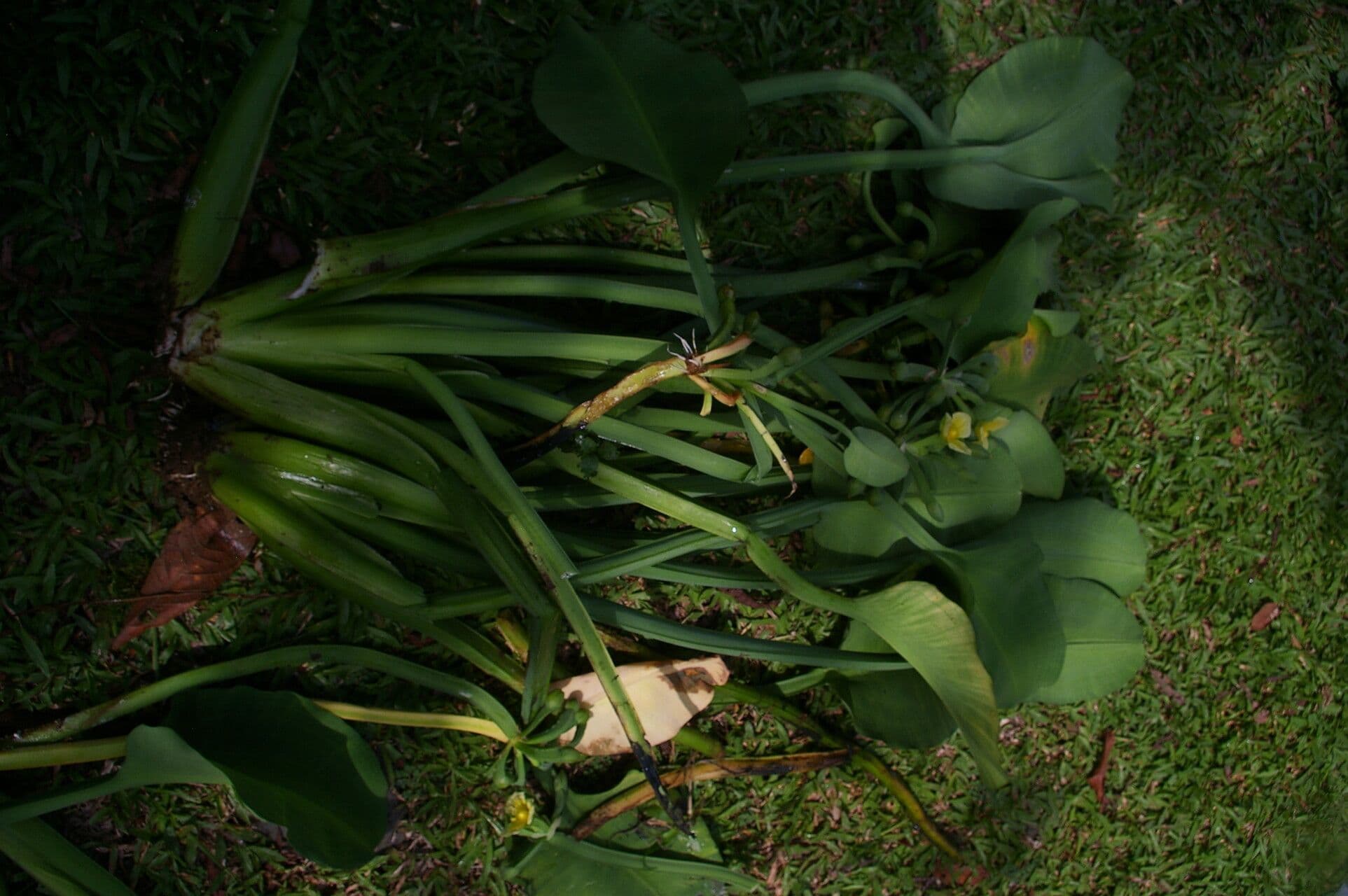 Limnocharis 6