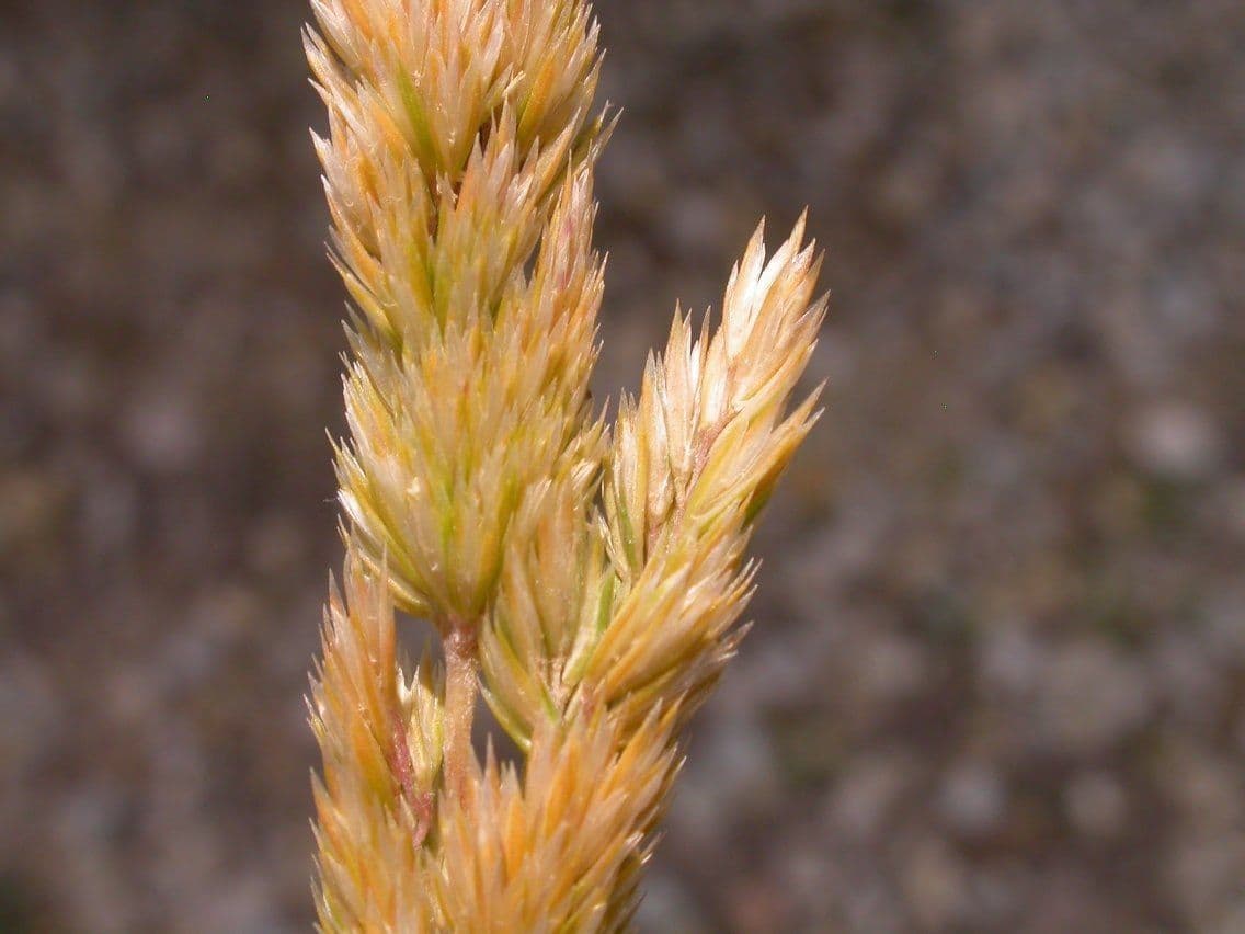 Gramigna di cresta 5