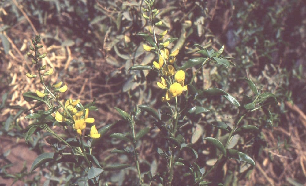 Adenocarpus 10