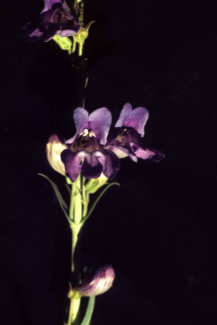 Penstemon 4