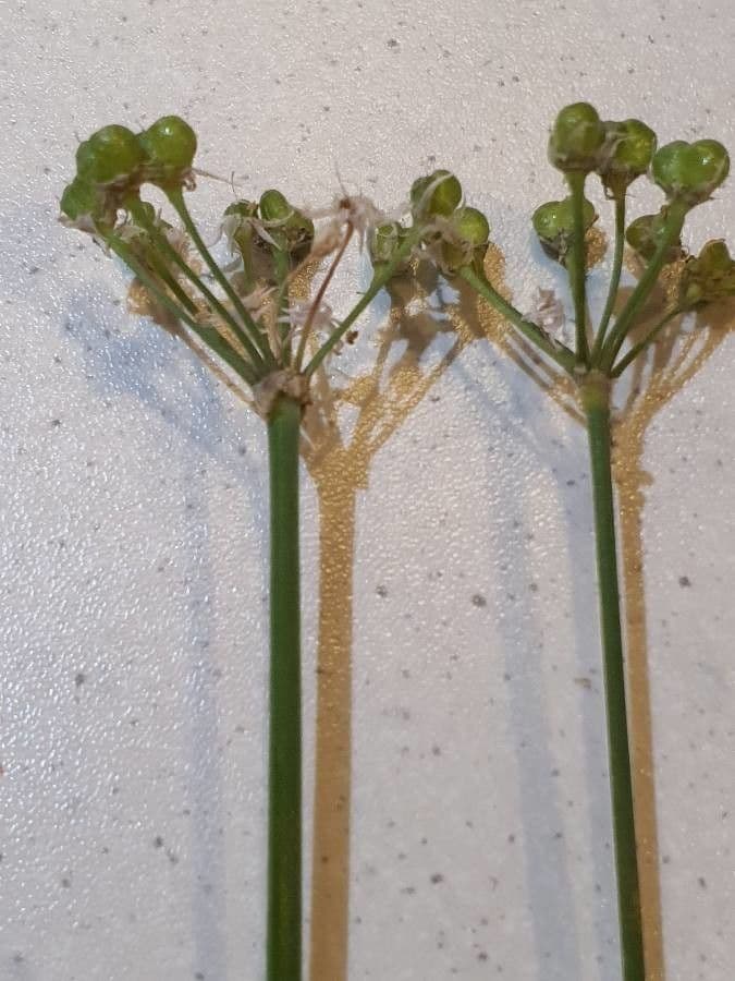 Schnittknoblauch