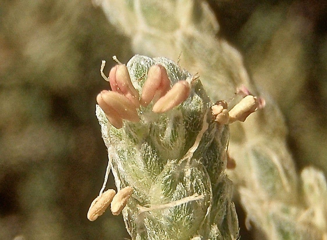 Camphorosma 5