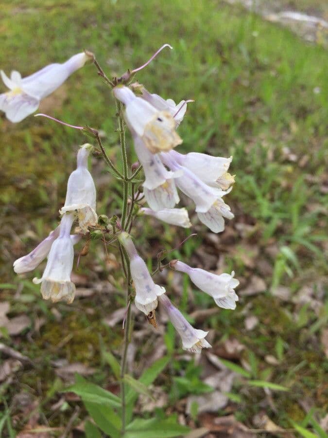 Penstemon laxiflorus