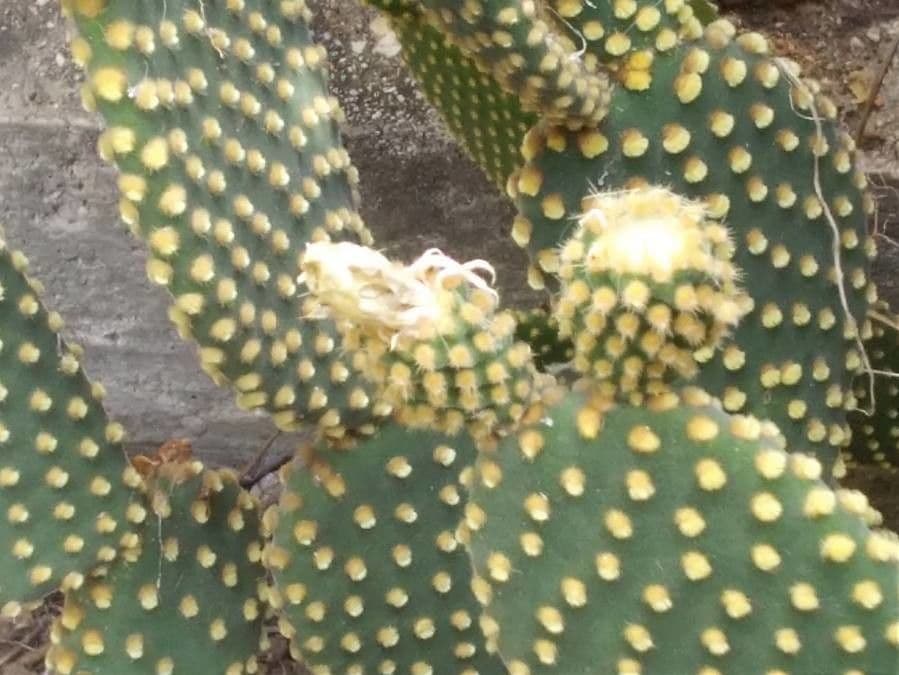 Nopal 3