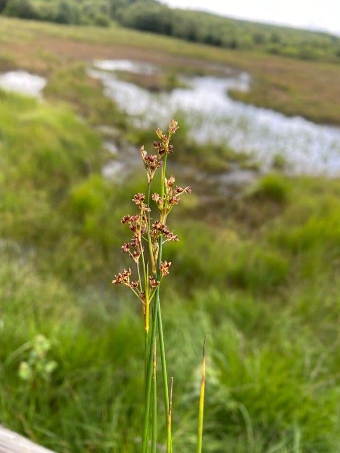 Spitzblütige Binse 5