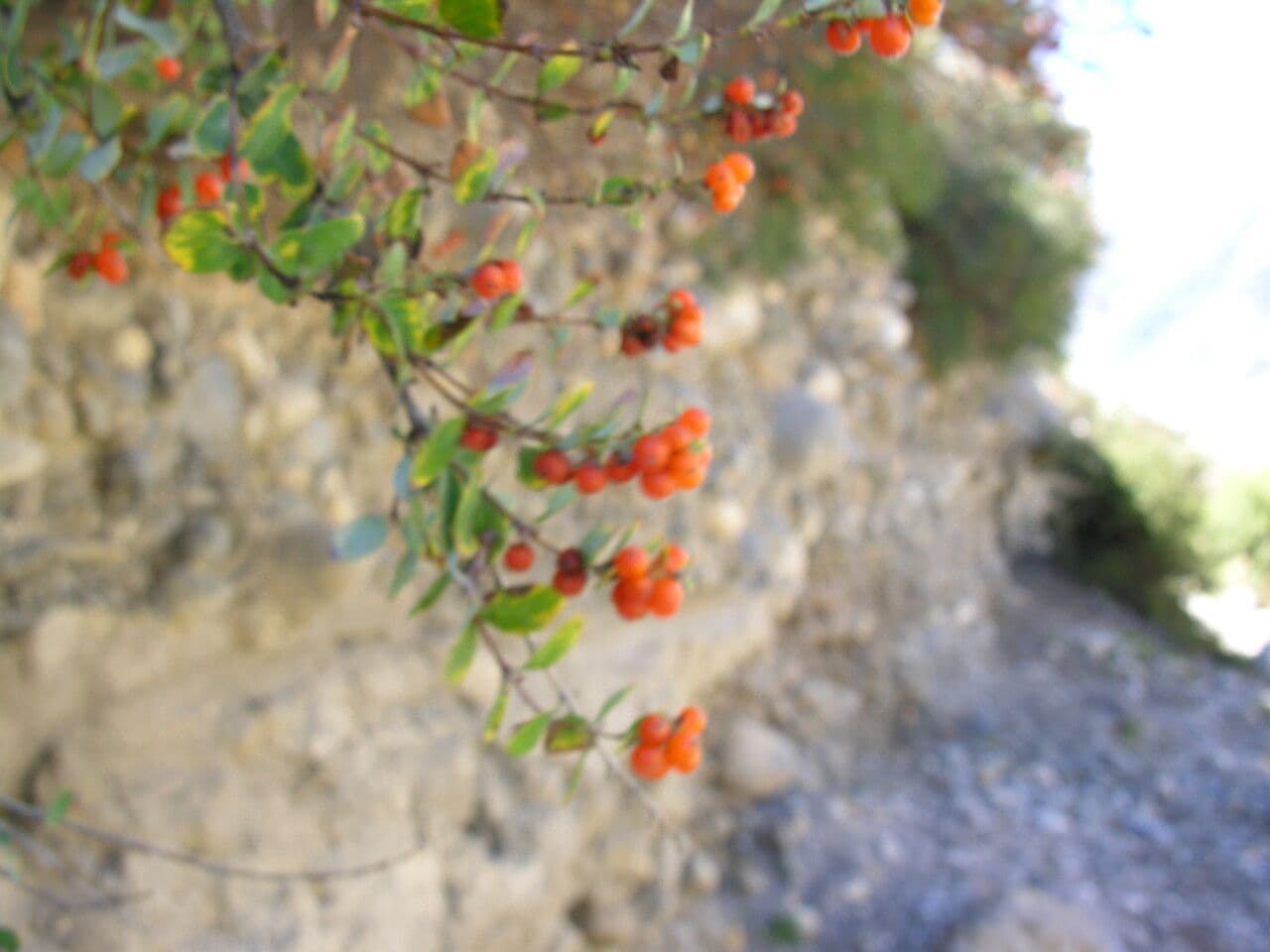 Caprifoglio 7