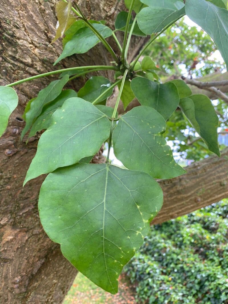 Kaffer-Korallenbaum 17