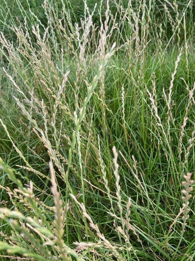 Loglio perenne 3