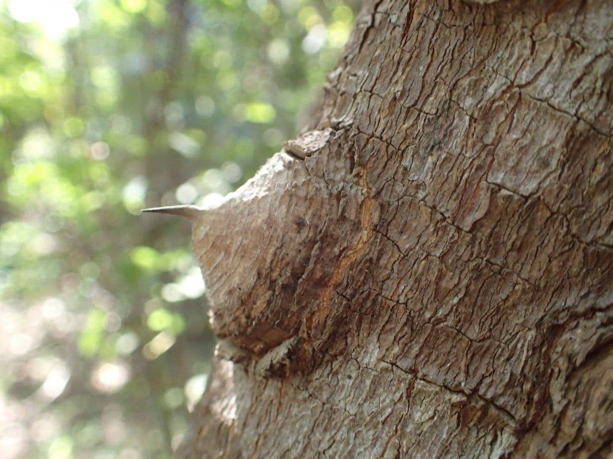 Zanthoxylum zanthoxyloides 15