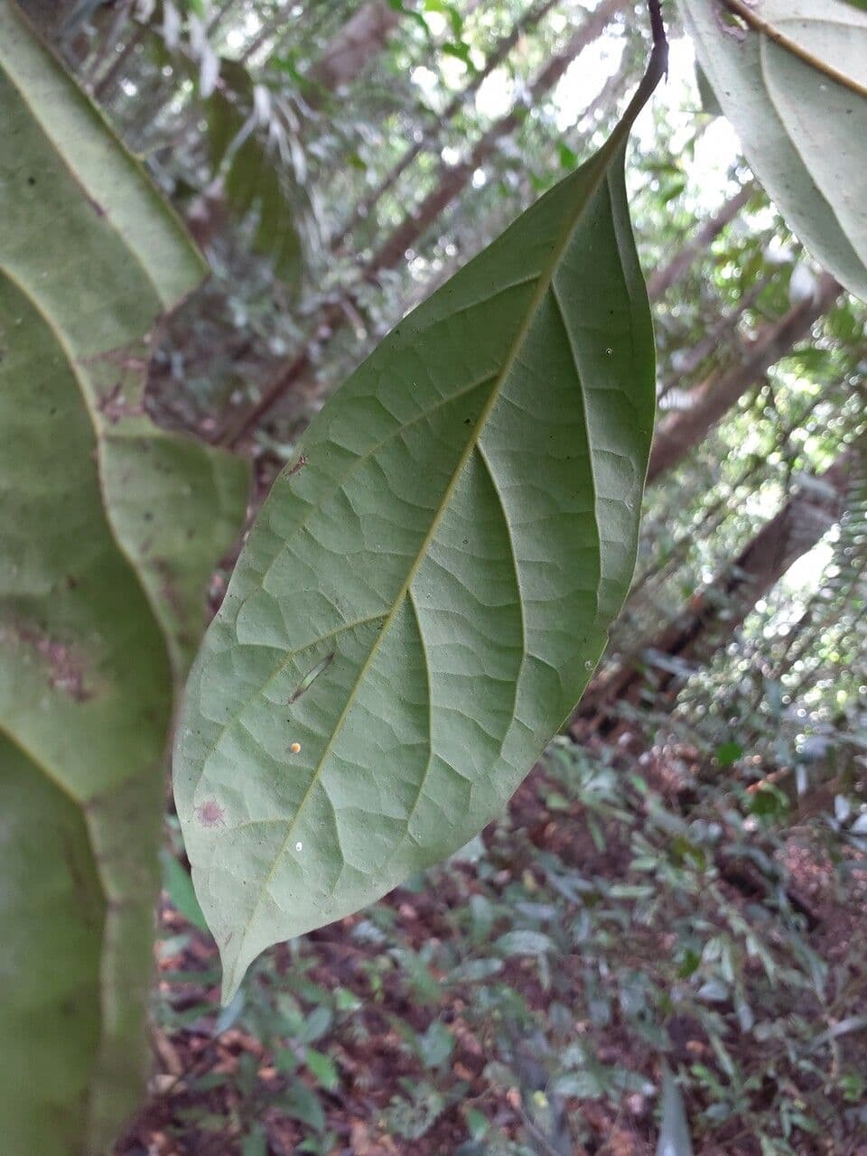 Ocotea 3