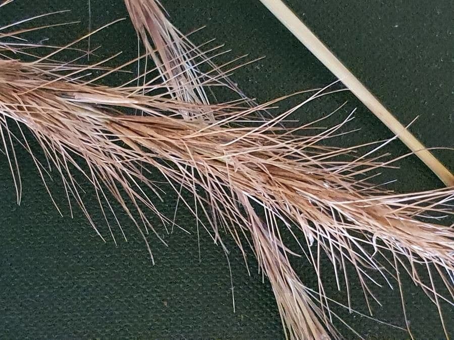 Aristida