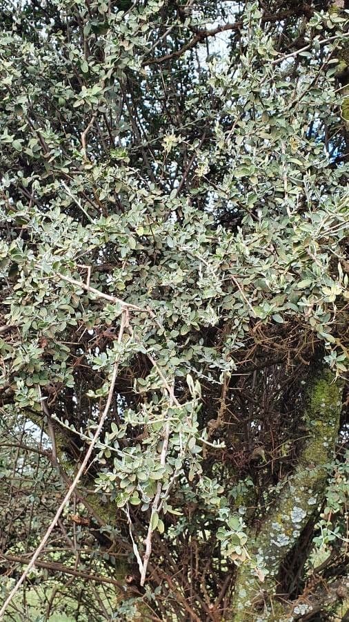 Cadaba farinosa 8