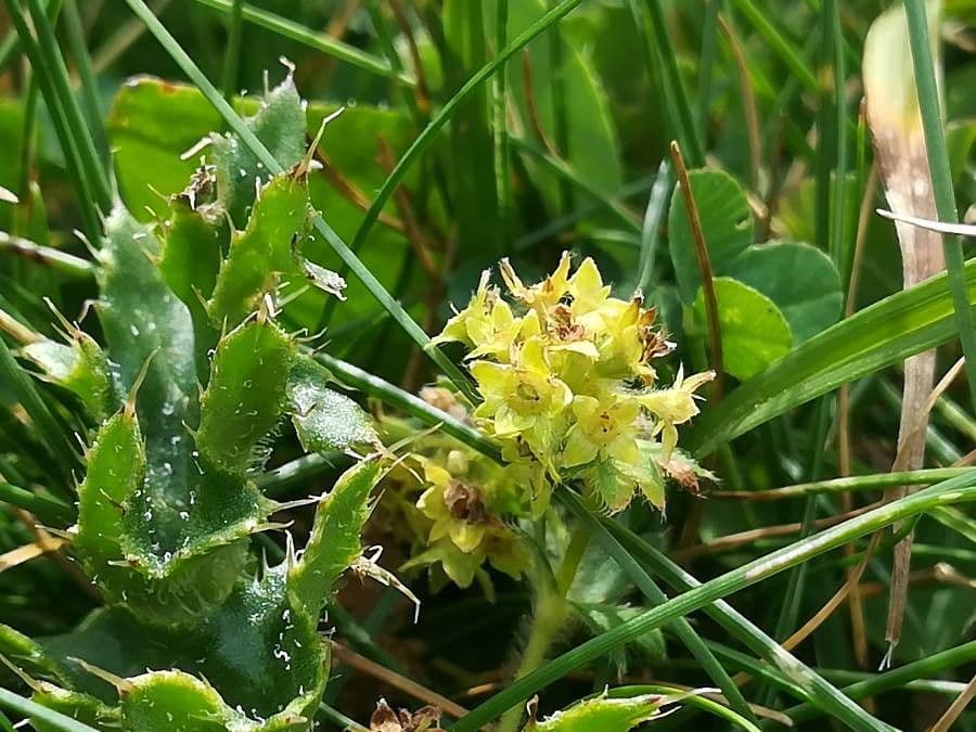 Alchemilla ibrida