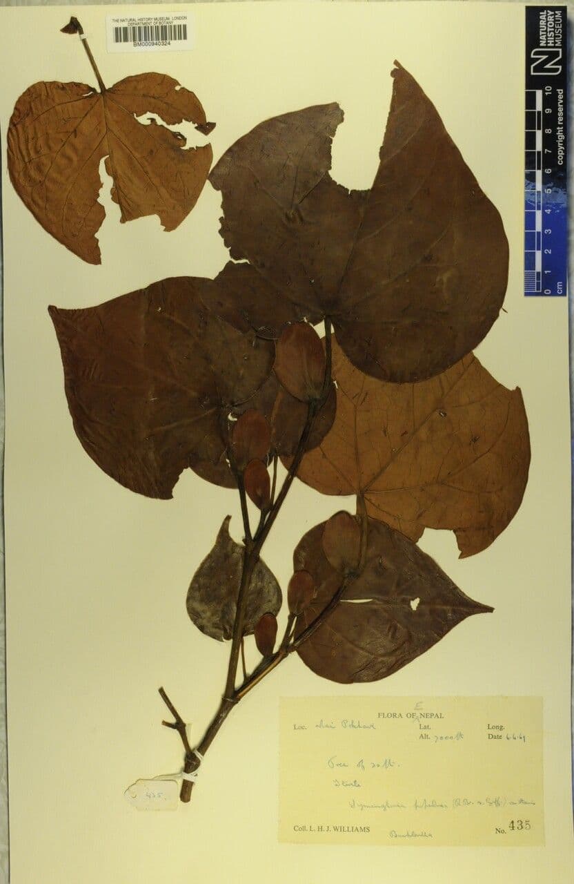 Exbucklandia 5