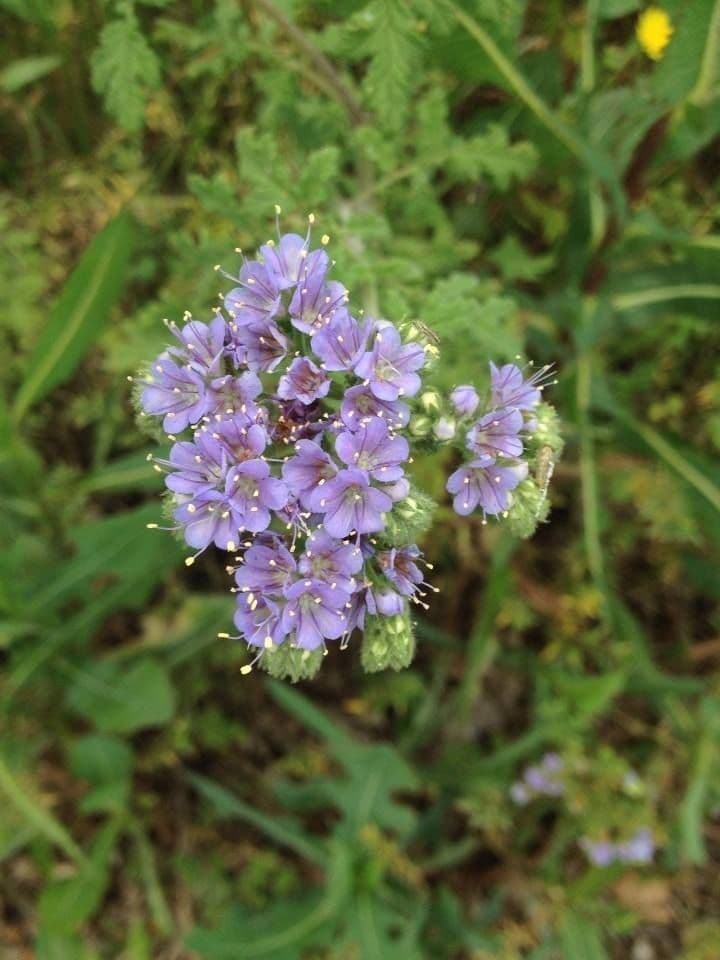 Facelia zbita