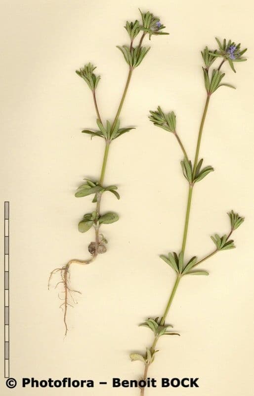 Asperula 21